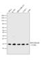 Histone Cluster 2 H2A Family Member B antibody, PA5-48625, Invitrogen Antibodies, Western Blot image 