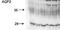 Aquaporin 2 antibody, orb67572, Biorbyt, Western Blot image 