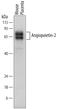 Angiopoietin 2 antibody, AF7186, R&D Systems, Western Blot image 