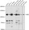 Mindbomb E3 Ubiquitin Protein Ligase 2 antibody, 18-124, ProSci, Western Blot image 