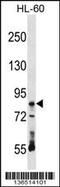 Ribonucleoprotein, PTB Binding 1 antibody, 58-737, ProSci, Western Blot image 