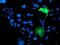 Integrin Alpha FG-GAP Repeat Containing 2 antibody, NBP2-00861, Novus Biologicals, Immunocytochemistry image 