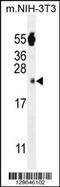 Cytosolic Iron-Sulfur Assembly Component 2A antibody, MBS9211752, MyBioSource, Western Blot image 