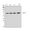 Vimentin antibody, MA1102, Boster Biological Technology, Western Blot image 