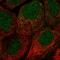 Protein FAM110A antibody, HPA069240, Atlas Antibodies, Immunocytochemistry image 
