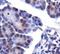 Phosphatidate phosphatase LPIN1 antibody, PA1-16997, Invitrogen Antibodies, Immunohistochemistry paraffin image 