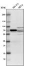 Dihydropyrimidinase Like 2 antibody, NBP1-85448, Novus Biologicals, Western Blot image 