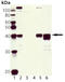 MCL1 Apoptosis Regulator, BCL2 Family Member antibody, ADI-AAP-240-D, Enzo Life Sciences, Western Blot image 