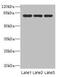 Aminoacylproline aminopeptidase antibody, CSB-PA878859HA01HU, Cusabio, Western Blot image 