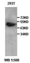 Angiopoietin Like 1 antibody, orb77076, Biorbyt, Western Blot image 