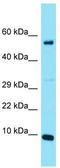 MIR1-1 Host Gene antibody, TA333430, Origene, Western Blot image 