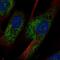 Osteomodulin antibody, NBP2-68892, Novus Biologicals, Immunofluorescence image 