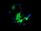 Bestrophin 3 antibody, TA501768, Origene, Immunofluorescence image 