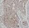 Adenosylhomocysteinase antibody, FNab00226, FineTest, Immunohistochemistry frozen image 