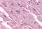 Cholinergic Receptor Muscarinic 3 antibody, orb85201, Biorbyt, Immunohistochemistry paraffin image 