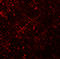 Membrane Spanning 4-Domains A6A antibody, 6593, ProSci Inc, Immunofluorescence image 