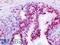 Adenine Phosphoribosyltransferase antibody, LS-B9158, Lifespan Biosciences, Immunohistochemistry frozen image 