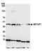 Methionine aminopeptidase 1 antibody, A305-584A-M, Bethyl Labs, Western Blot image 
