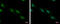 ZFP82 Zinc Finger Protein antibody, GTX117099, GeneTex, Immunocytochemistry image 