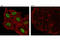 DNA-binding protein inhibitor ID-3 antibody, 9837S, Cell Signaling Technology, Immunofluorescence image 