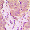 UBX Domain Protein 11 antibody, LS-C368540, Lifespan Biosciences, Immunohistochemistry frozen image 
