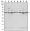 C-Src kinase antibody, AM06531SU-N, Origene, Western Blot image 