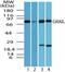 E3 ubiquitin-protein ligase RNF128 antibody, PA5-23164, Invitrogen Antibodies, Western Blot image 