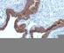 Keratin 7 antibody, V2657SAF-100UG, NSJ Bioreagents, Flow Cytometry image 