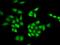 Mitogen-Activated Protein Kinase 8 antibody, orb338865, Biorbyt, Immunofluorescence image 