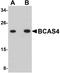 Breast Carcinoma Amplified Sequence 4 antibody, A13963-1, Boster Biological Technology, Western Blot image 