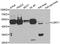 LSM11, U7 Small Nuclear RNA Associated antibody, A7516, ABclonal Technology, Western Blot image 