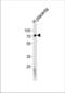 Alpha-L-Fucosidase 2 antibody, TA302288, Origene, Western Blot image 