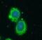 ATPase Sarcoplasmic/Endoplasmic Reticulum Ca2+ Transporting 2 antibody, FNab09918, FineTest, Immunofluorescence image 