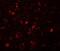 Small G Protein Signaling Modulator 1 antibody, NBP2-81792, Novus Biologicals, Immunofluorescence image 