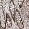 Chromosome 1 Open Reading Frame 131 antibody, NBP1-85097, Novus Biologicals, Immunohistochemistry paraffin image 