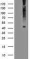 Lysophosphatidic Acid Receptor 1 antibody, NBP2-01354, Novus Biologicals, Western Blot image 