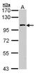 Spalt Like Transcription Factor 4 antibody, NBP1-32969, Novus Biologicals, Western Blot image 