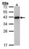 Ribosomal Protein SA antibody, PA5-27281, Invitrogen Antibodies, Western Blot image 