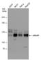 Disabled homolog 2-interacting protein antibody, GTX131468, GeneTex, Western Blot image 