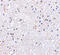Mitochondrial Antiviral Signaling Protein antibody, 4053, ProSci Inc, Immunohistochemistry paraffin image 