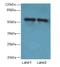 Zinc Finger Protein 689 antibody, LS-C394532, Lifespan Biosciences, Western Blot image 