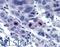 PBIP1 antibody, LS-B71, Lifespan Biosciences, Immunohistochemistry frozen image 