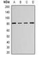 TNF Receptor Associated Protein 1 antibody, orb382090, Biorbyt, Western Blot image 