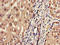 A-LAP antibody, orb400840, Biorbyt, Immunohistochemistry paraffin image 