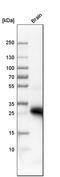 Aquaporin-4 antibody, HPA014784, Atlas Antibodies, Western Blot image 