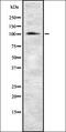 Relaxin Family Peptide Receptor 1 antibody, orb336450, Biorbyt, Western Blot image 