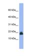 Cystatin E/M  antibody, orb330710, Biorbyt, Western Blot image 