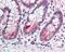 Cyclin L2 antibody, 49-391, ProSci, Immunohistochemistry paraffin image 
