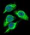 Stimulated by retinoic acid gene 8 protein homolog antibody, abx026262, Abbexa, Immunofluorescence image 