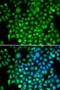  antibody, GTX32531, GeneTex, Immunocytochemistry image 